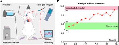 Advancing crush syndrome management: the potent role of Sodium zirconium cyclosilicate in early hyperkalemia intervention and survival enhancement in a rat model